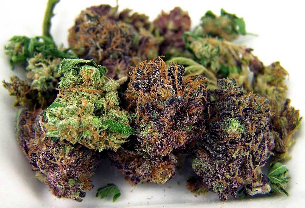 purple-green-cannabis-bud-1023x700.jpg