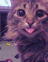 CrazyCat