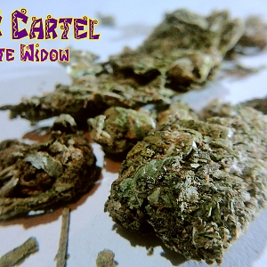 White Widow от RC Cartel